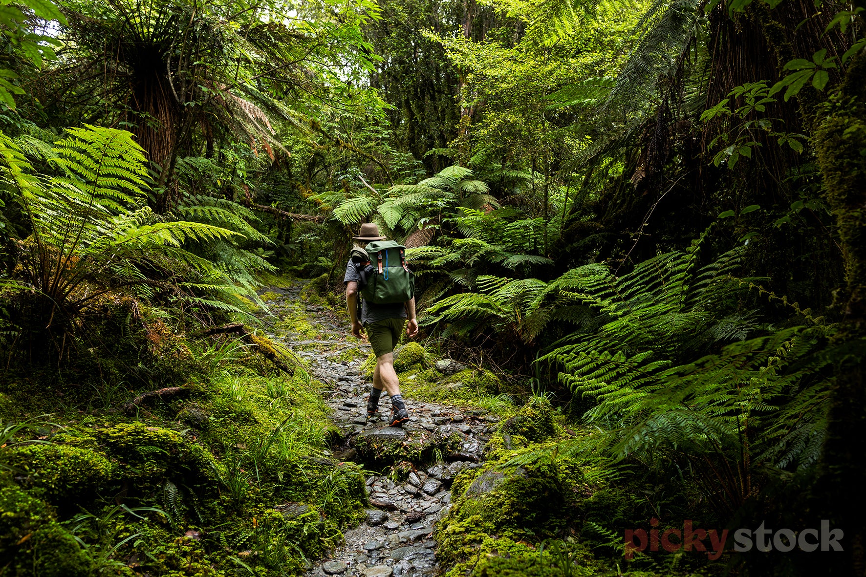 Man with beard and hat is walking through a very green and dense and damp forest. Standing in the middle of a forest on a rocky green and mossy path. 
