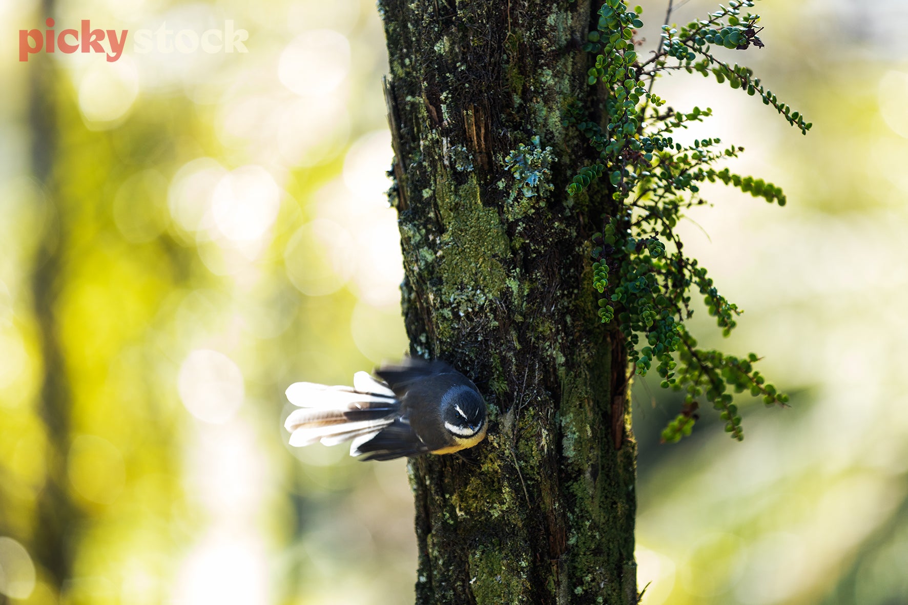 A fantail bird perches on a tree trunk. Trunk has some fresh green sprouts. Background is a soft green, shallow depth of field. 
