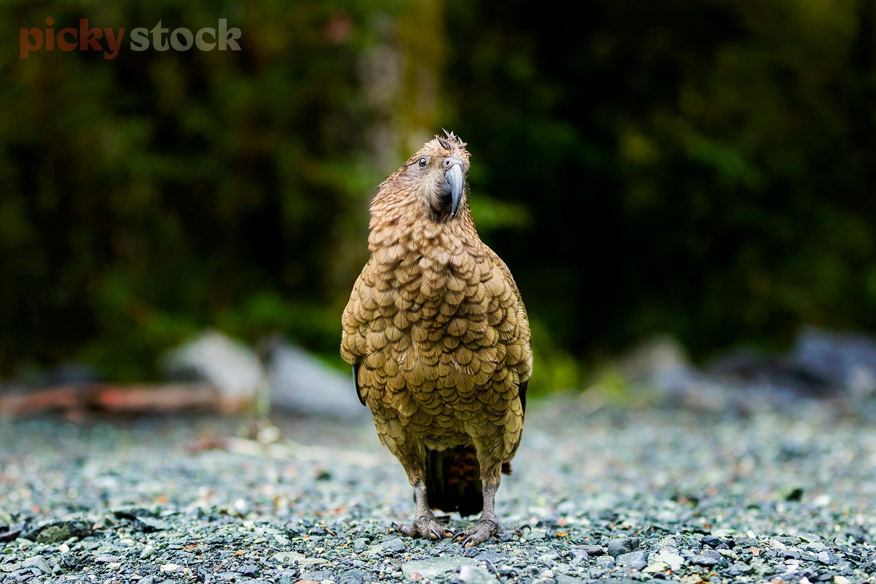 Kea bird looks direct to camera standing on pebble, river floor.  Shallow depth of field, green in background. 