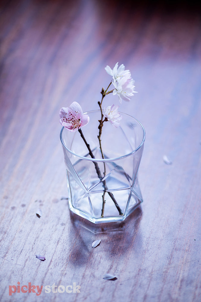 Pink cherry blossom flowers in water, sitting in a clear geometric shaped glass. Placed on wooden floor. Small petals falling around glass. 