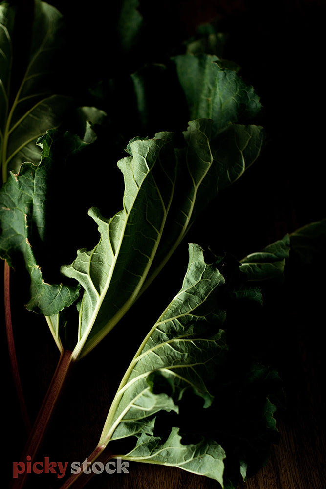 Pieces of fresh rhubarb on dark background