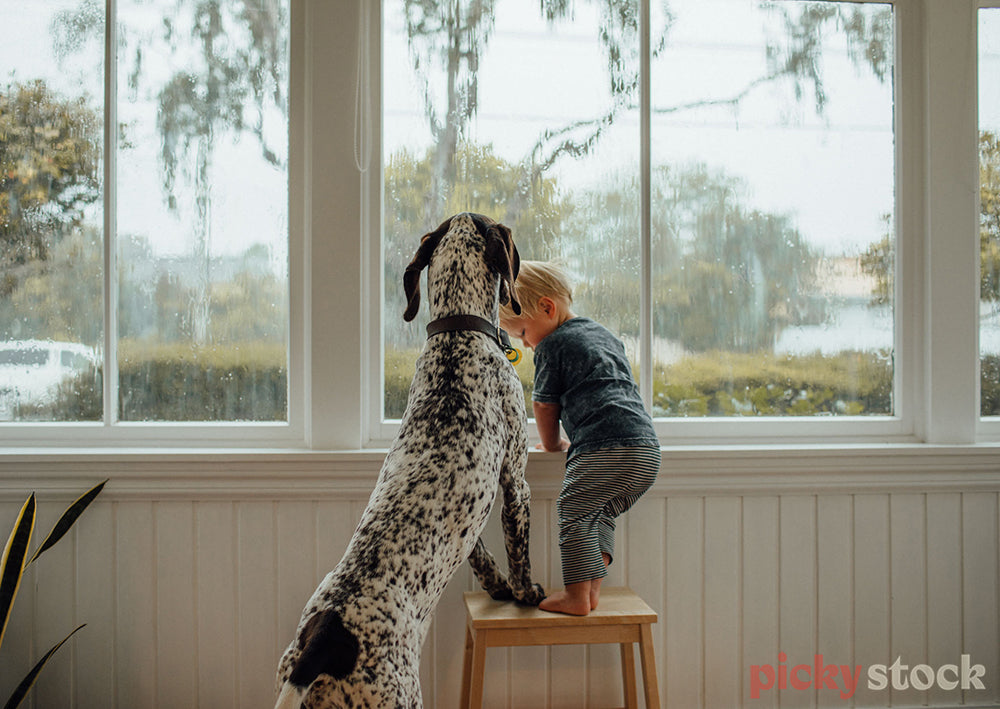 Blonde toddler and speckled dog lean on stool looking out large windows at the rainy day
