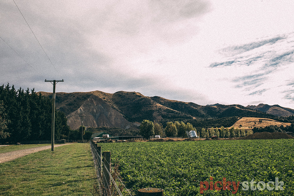 Rural New Zealand farm landscape