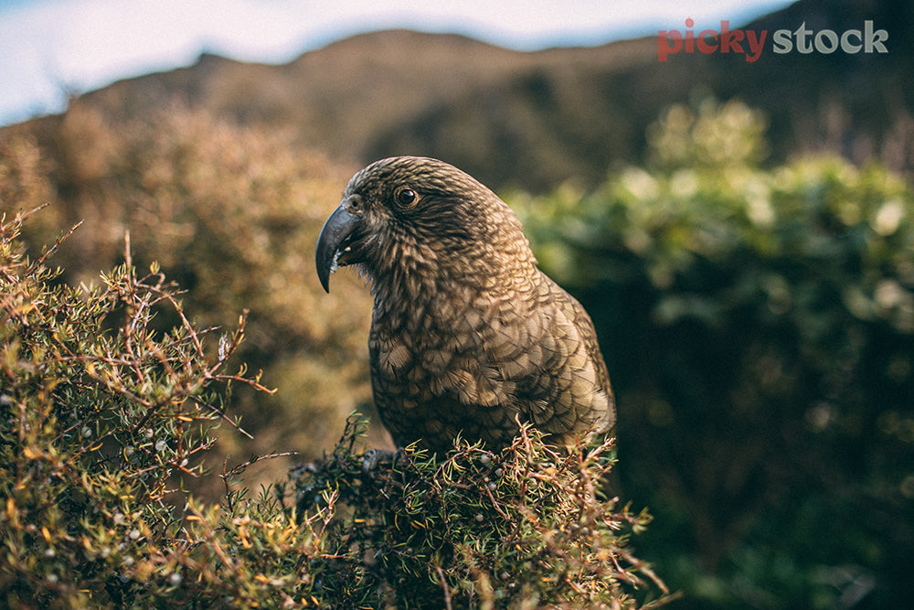 Kea bird sits camouflaged in tree, looking to side of camera. Background is blurred behind. 