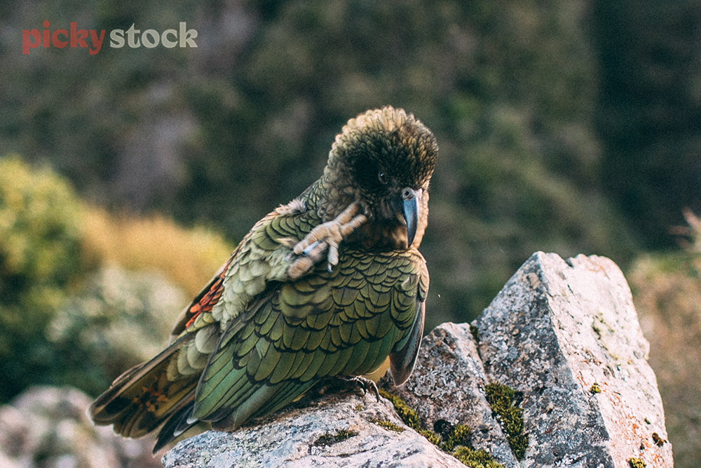 Kea bird sits camouflaged in tree, looking to side of camera. Background is blurred behind.