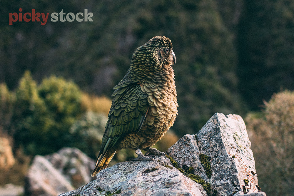Kea bird sits camouflaged in tree, looking to side of camera. Background is blurred behind.