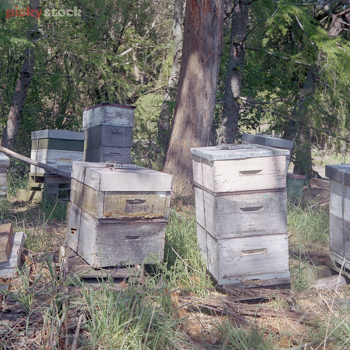 Piles of hives, stacked up on an overgrown forest floor. 