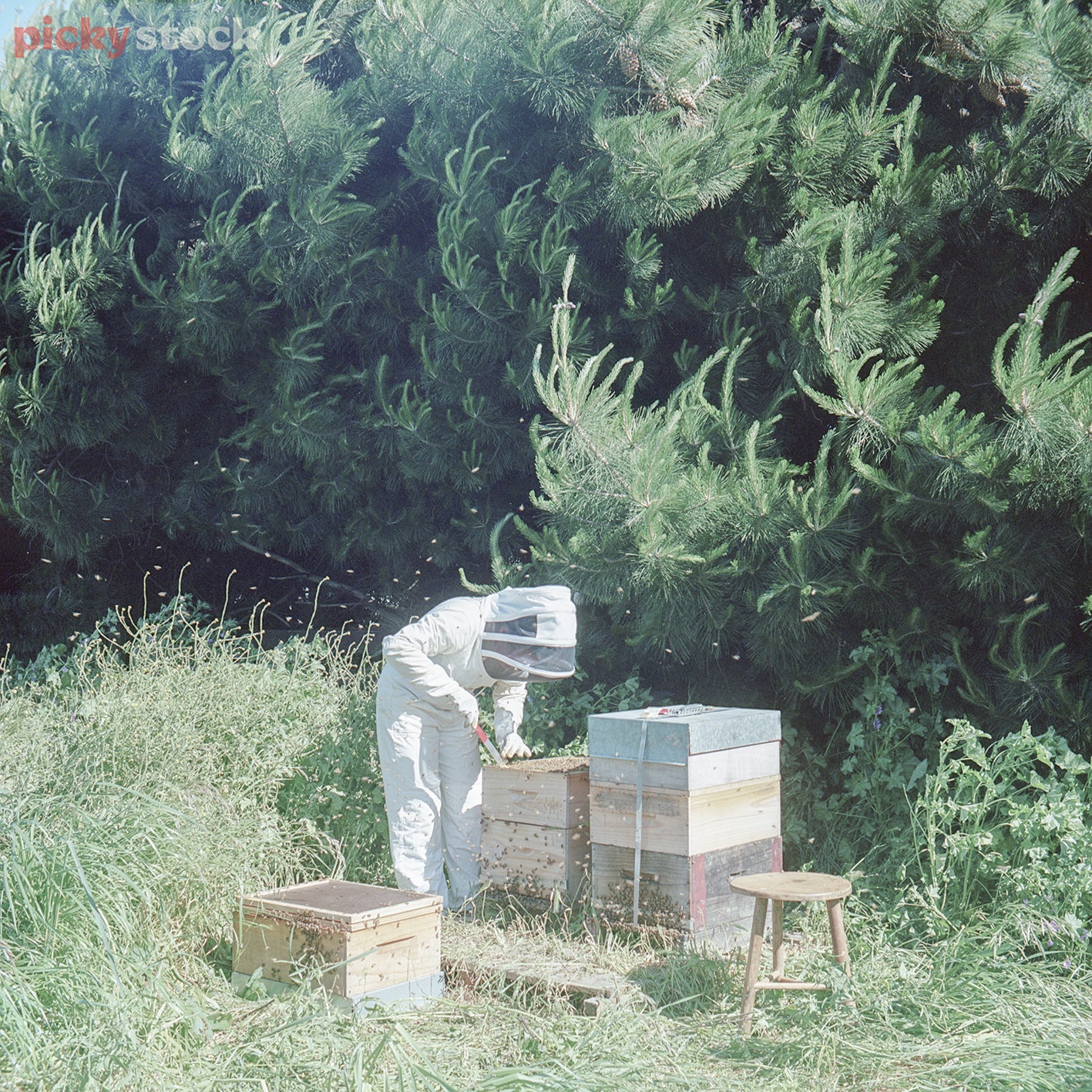Mid-close up shot of beekeeper inspecting live beehive in the long grass. Deep green pine trees in background. Bees flying around the frame. Soft blue sky. 