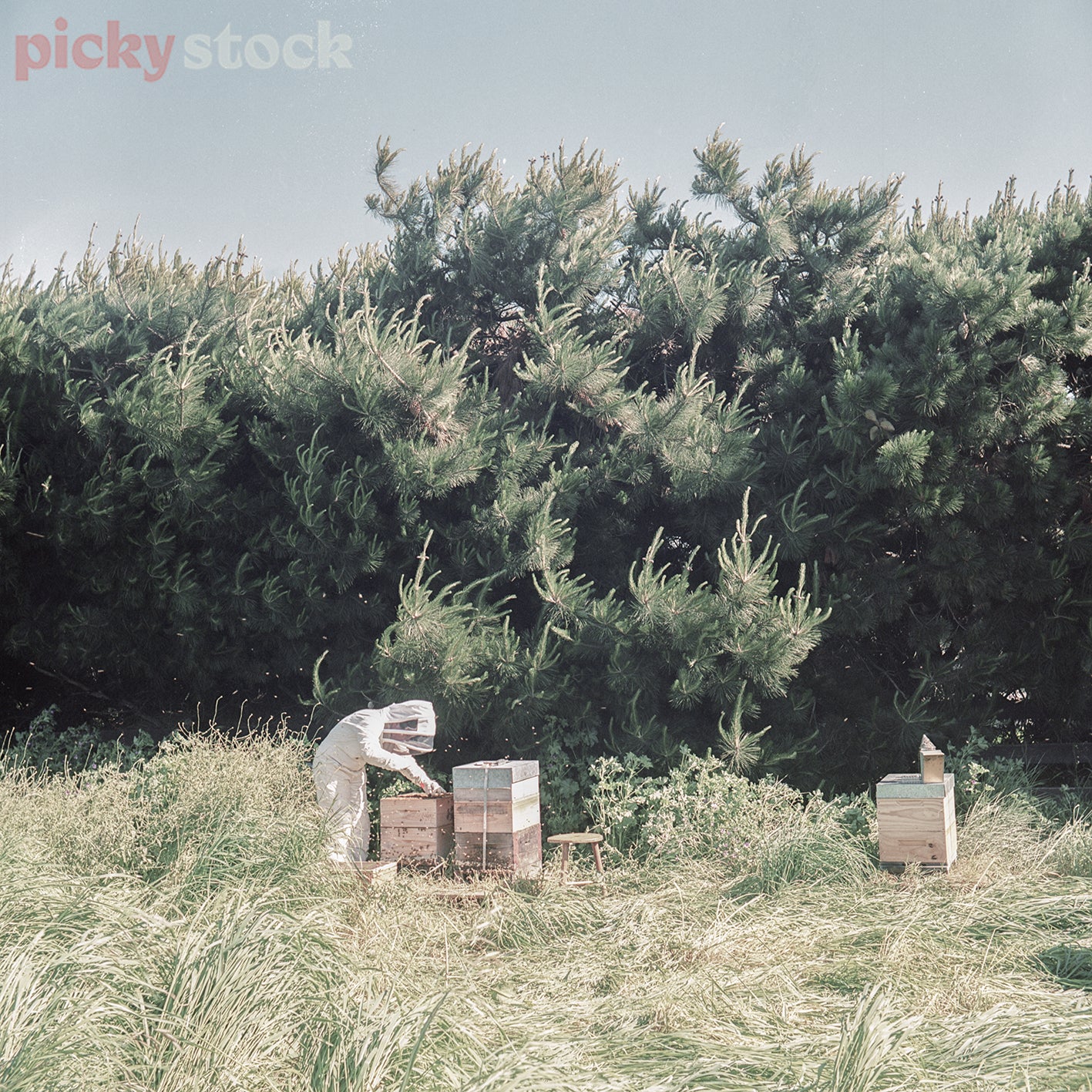 Single beekeeper inspecting live beehive in the long grass. Deep green pine trees in background. Bees flying around the frame. Soft blue sky. 
