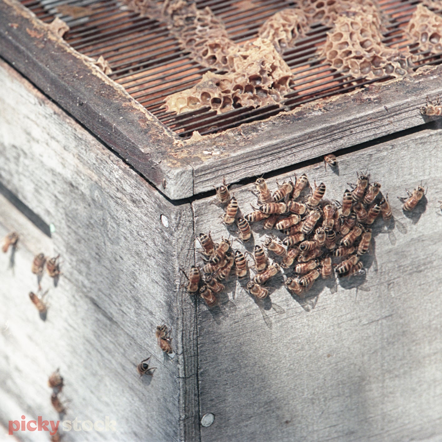 Close up shot of bees together sitting on side of wooden hive box. 