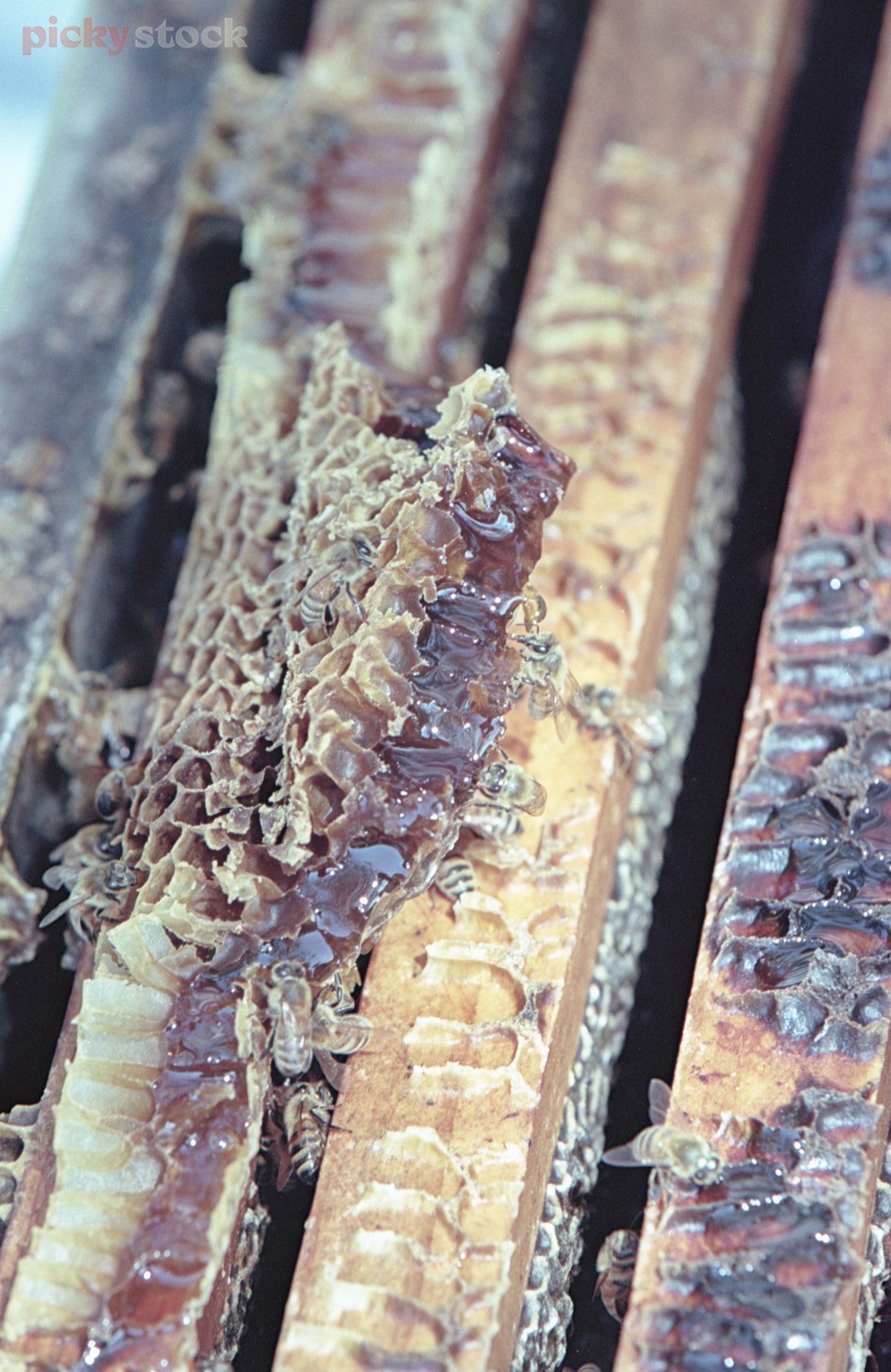 Portrait image of honeycomb close up, with bees working. 