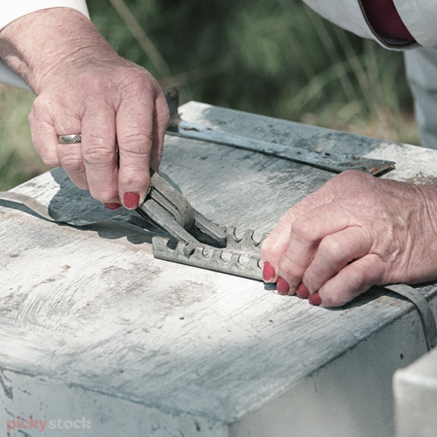 Close up of female beekeeper making repair on hive using a metal tool. No bees visible. Wearing a ring with bright red nail polish. 