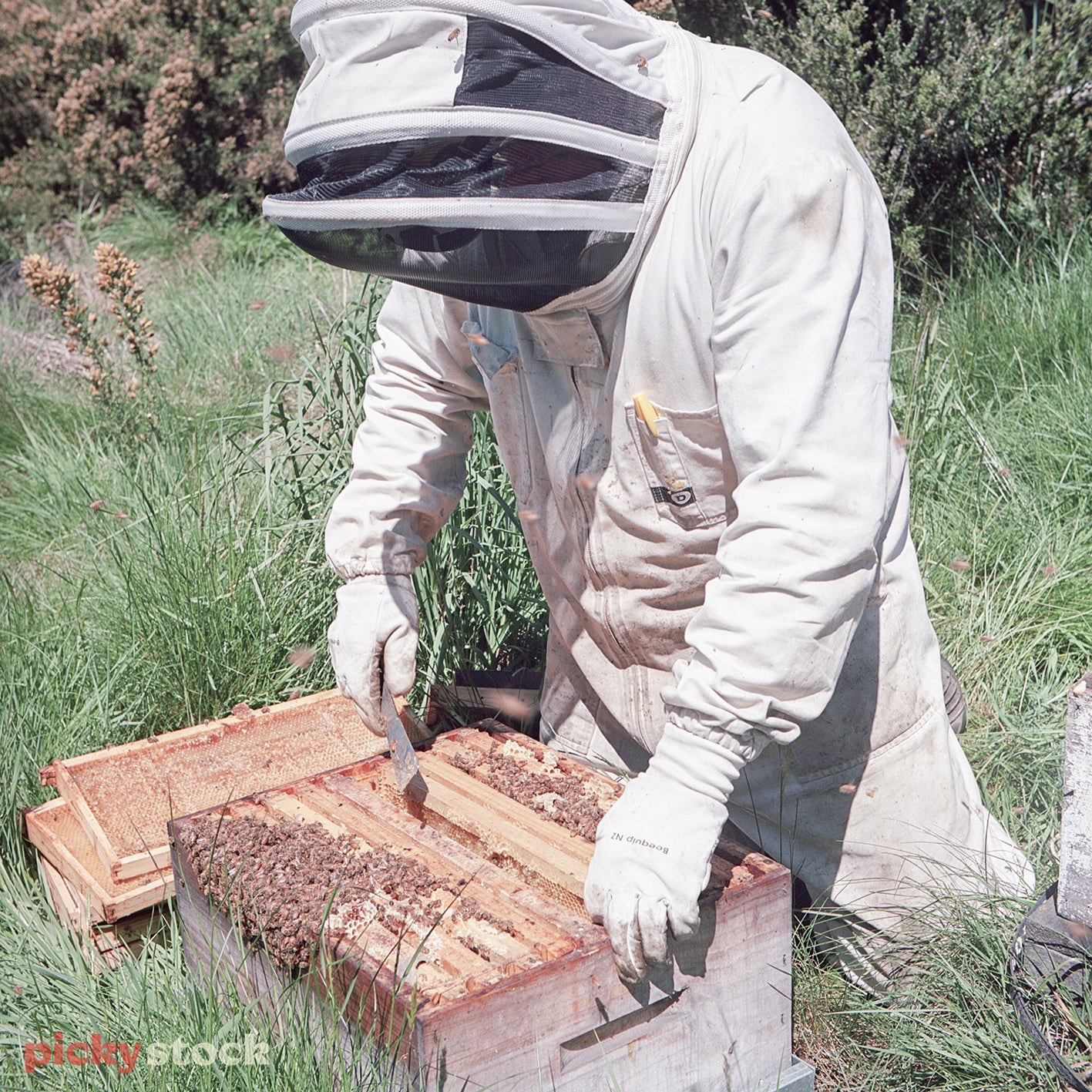 Beekeeper inspecting live beehive with scrapping tool.  Honeycomb is visible. Long grass in background. 