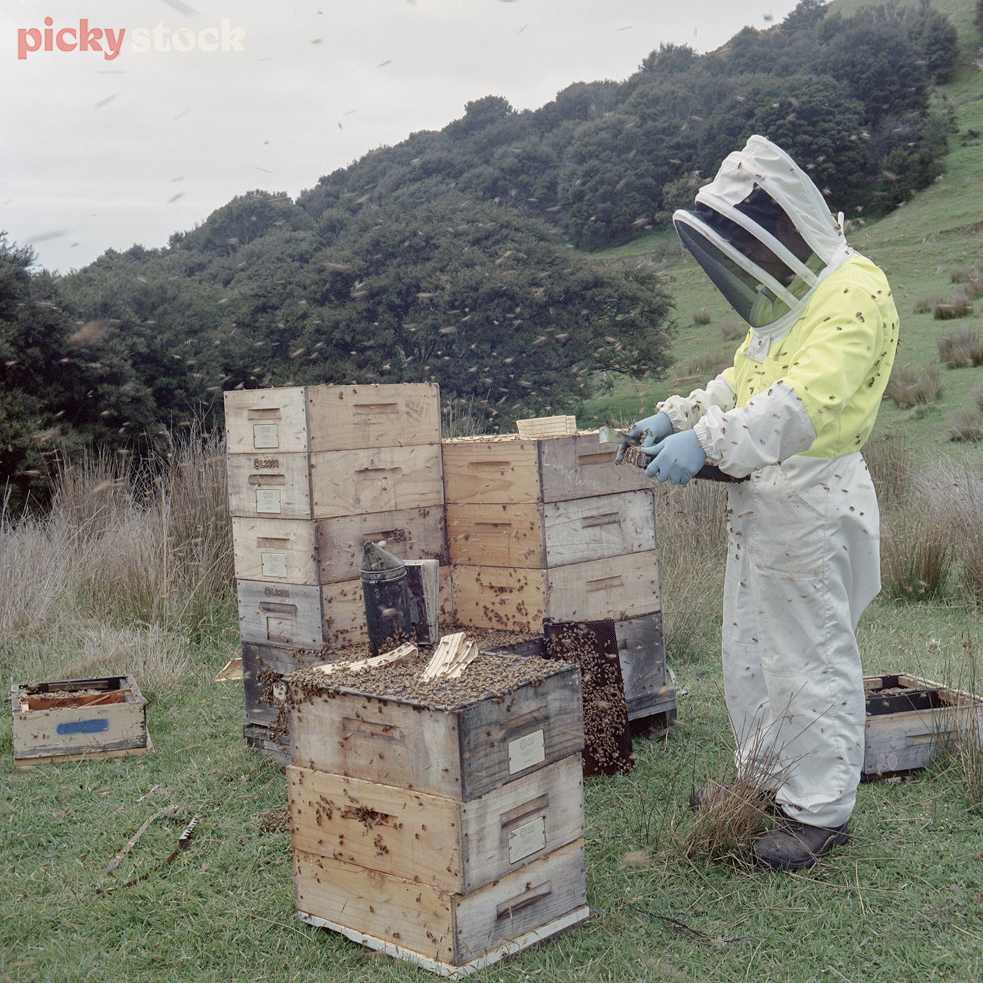 Single beekeeper in full protective gear and blue gloves inspective a row of hives. holding a working tool in their hand and part of the hive. Background is of a rural setting with a large hill and bush. 
