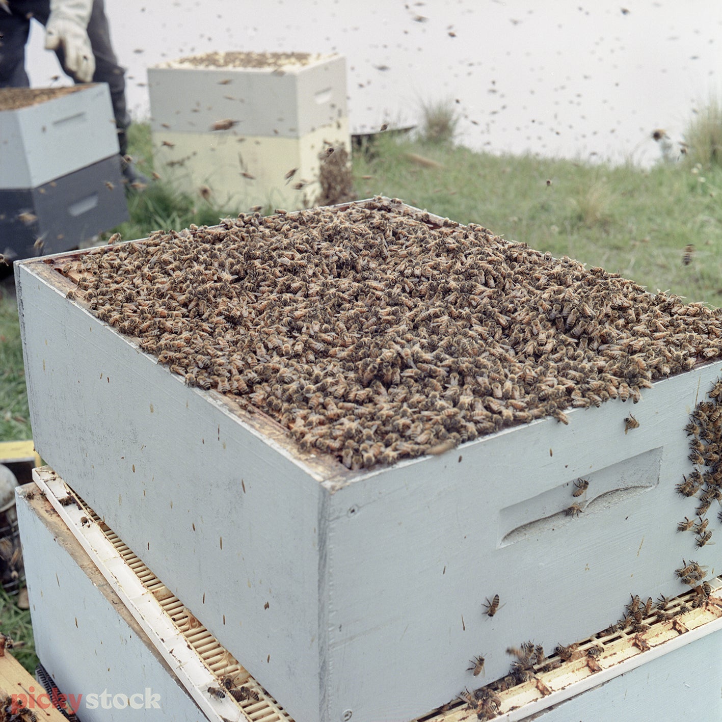 Close up image of a lid removed from a beehive. Hundreds bees working and visible in great detail. Grass and other hives in background. 