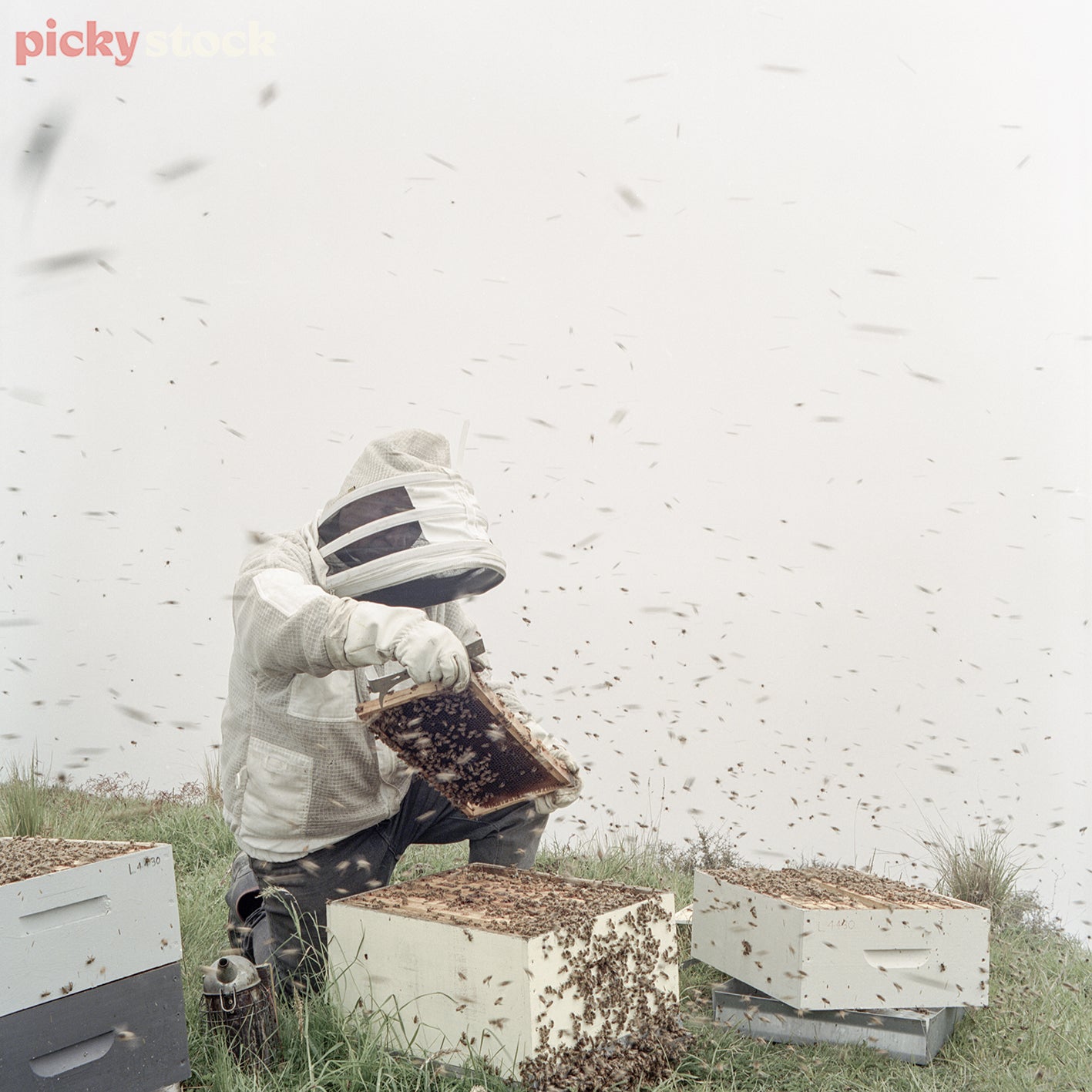 Beekeeper collecting honeycomb. Background is white with hundreds of bees circiling around the action. Beekeeper is in full protective gear around the hive. 