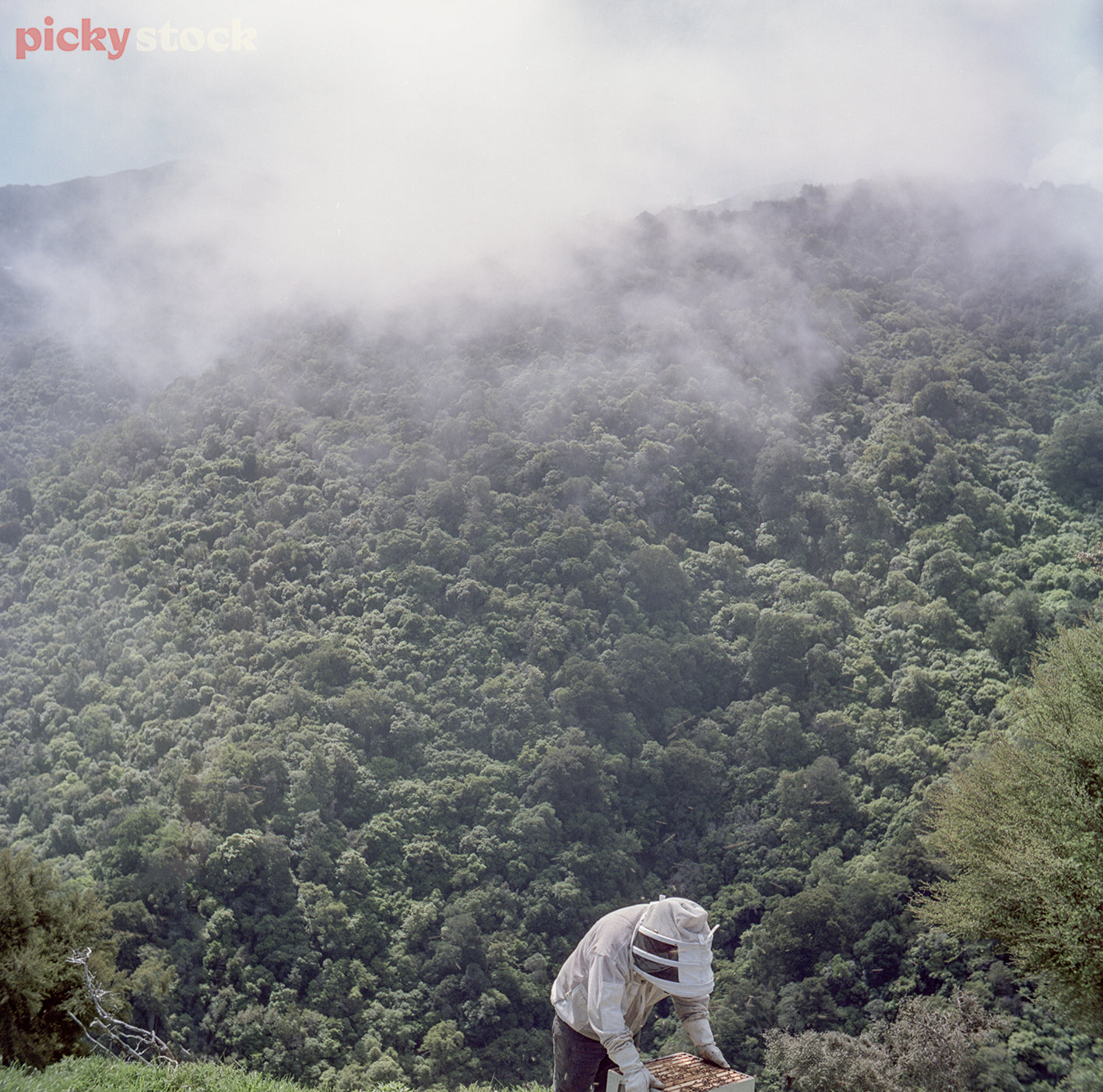 Single beekeeper in full protective gear checking hives against dramatic bush and hill face. Low cloud falling in valley in the background. 