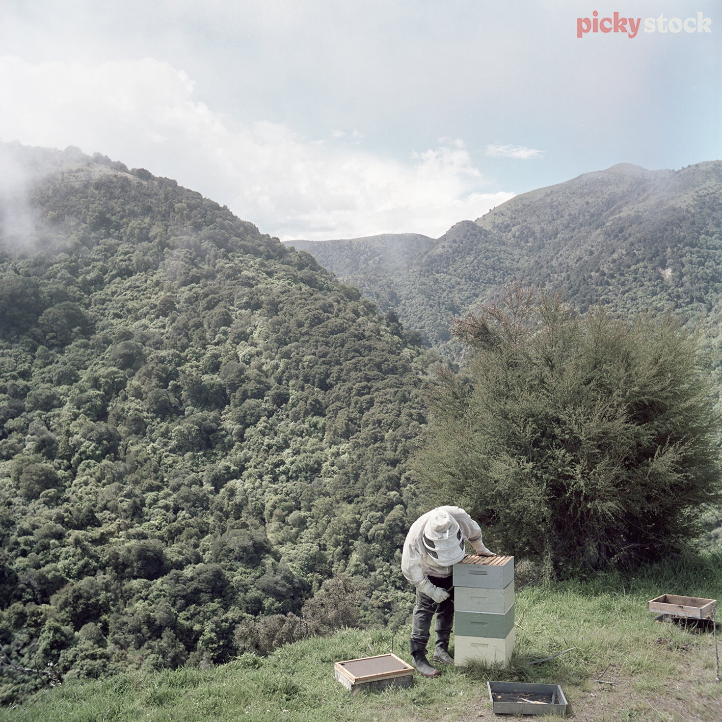 Single beekeeper in full protective gear checking hives against dramatic bush and hill face. 