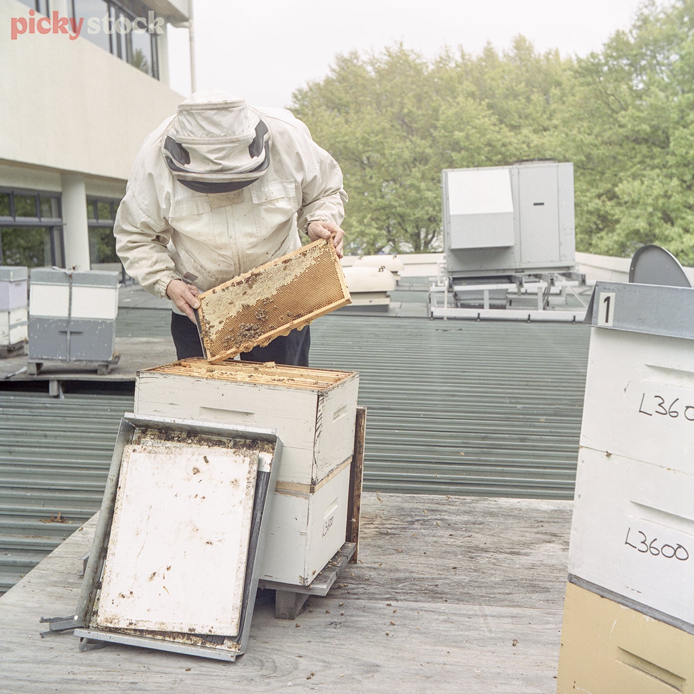 Single beekeeper on roof, checking hives in city. Not wearing gloves. A large air conditioning unit and other small boxed hives in the background. 