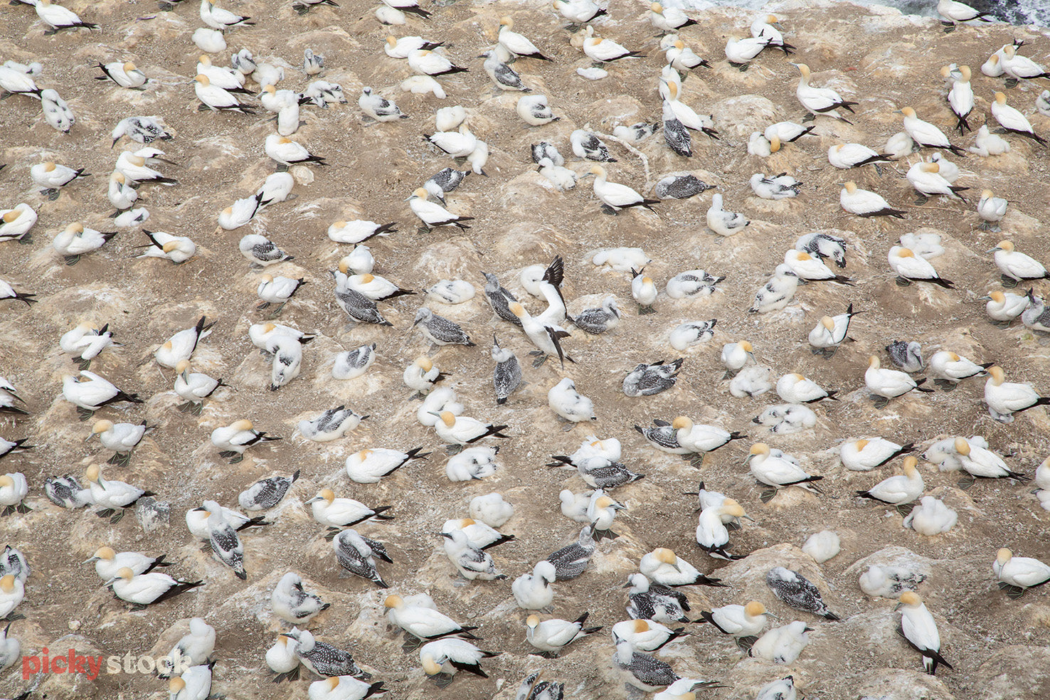 Muriwai's gannet colony seen from above forming graphic pattern.