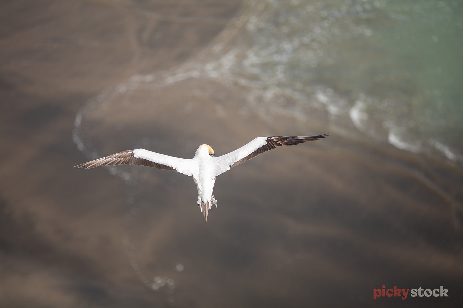 Gannet spreads its wings to fly in Muriwai, Greater Auckland. Low tide against the black sand beach in background. 