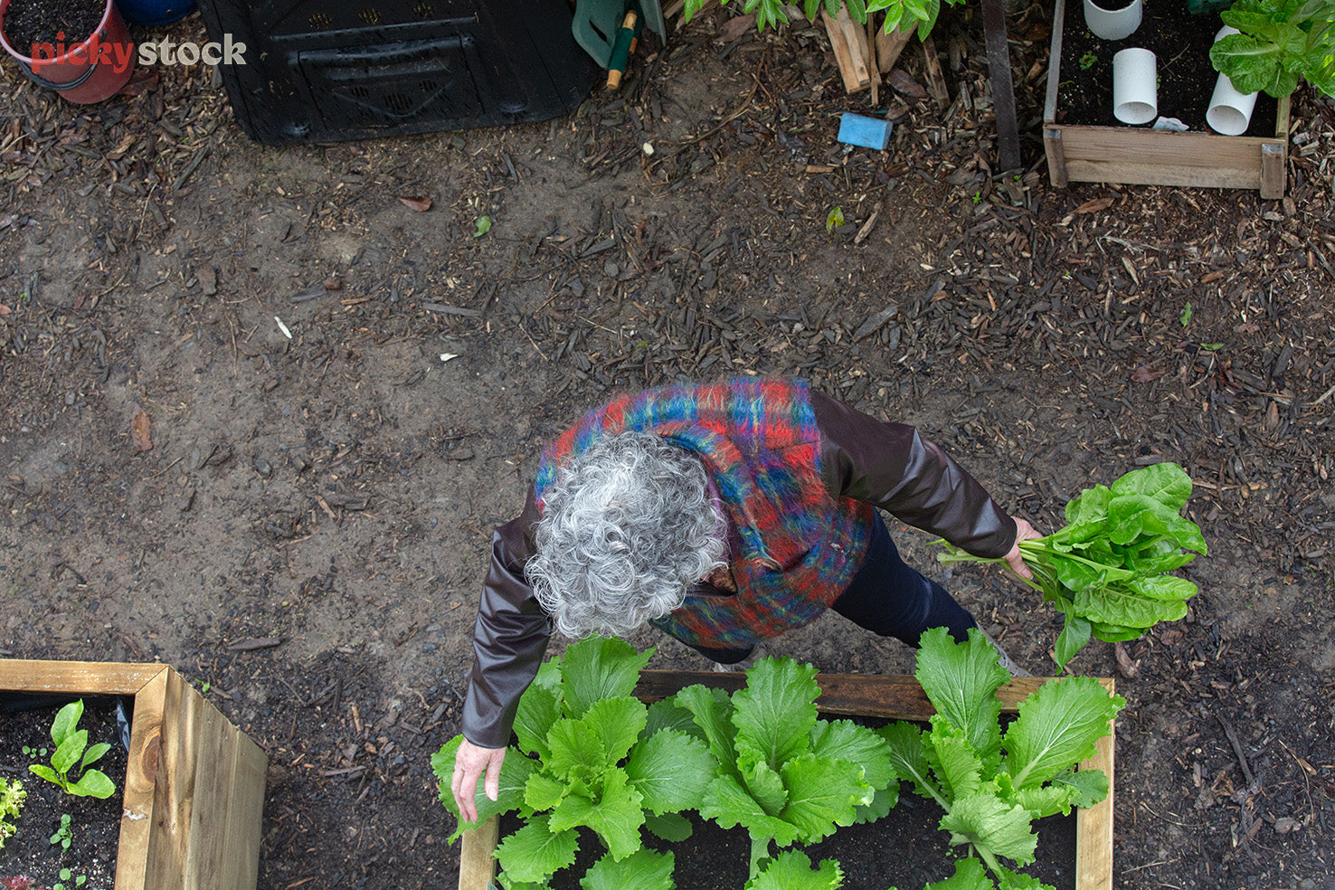 Elderly gardening with white short curly hair pottering about with a fresh green plant, seen from above. Other plants and garden beds visible. Standing on a muddy bark garden floor. 
