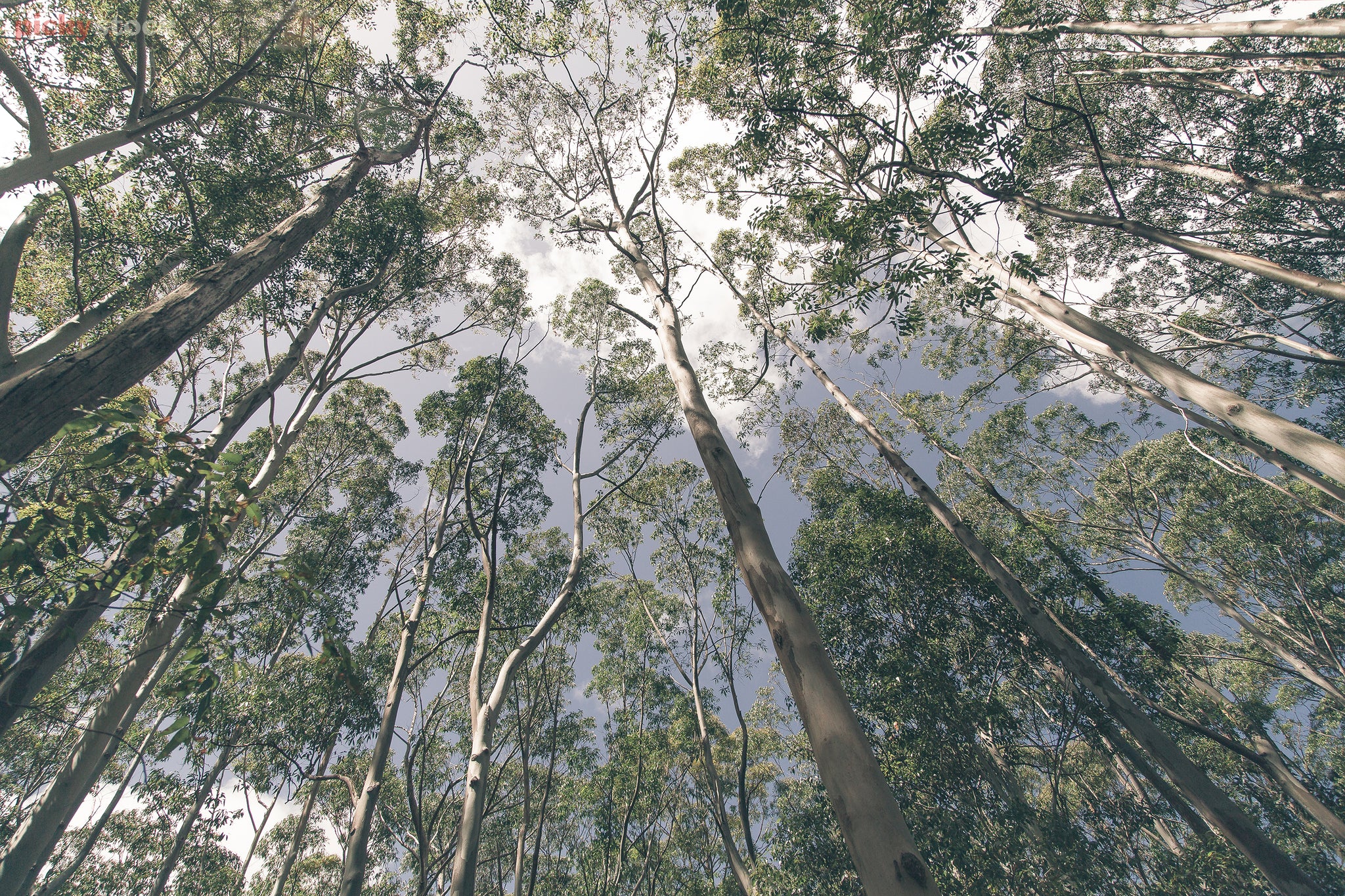 Landscape close up closely packed eucalyptus trees reaching to the sky like thin white hands.