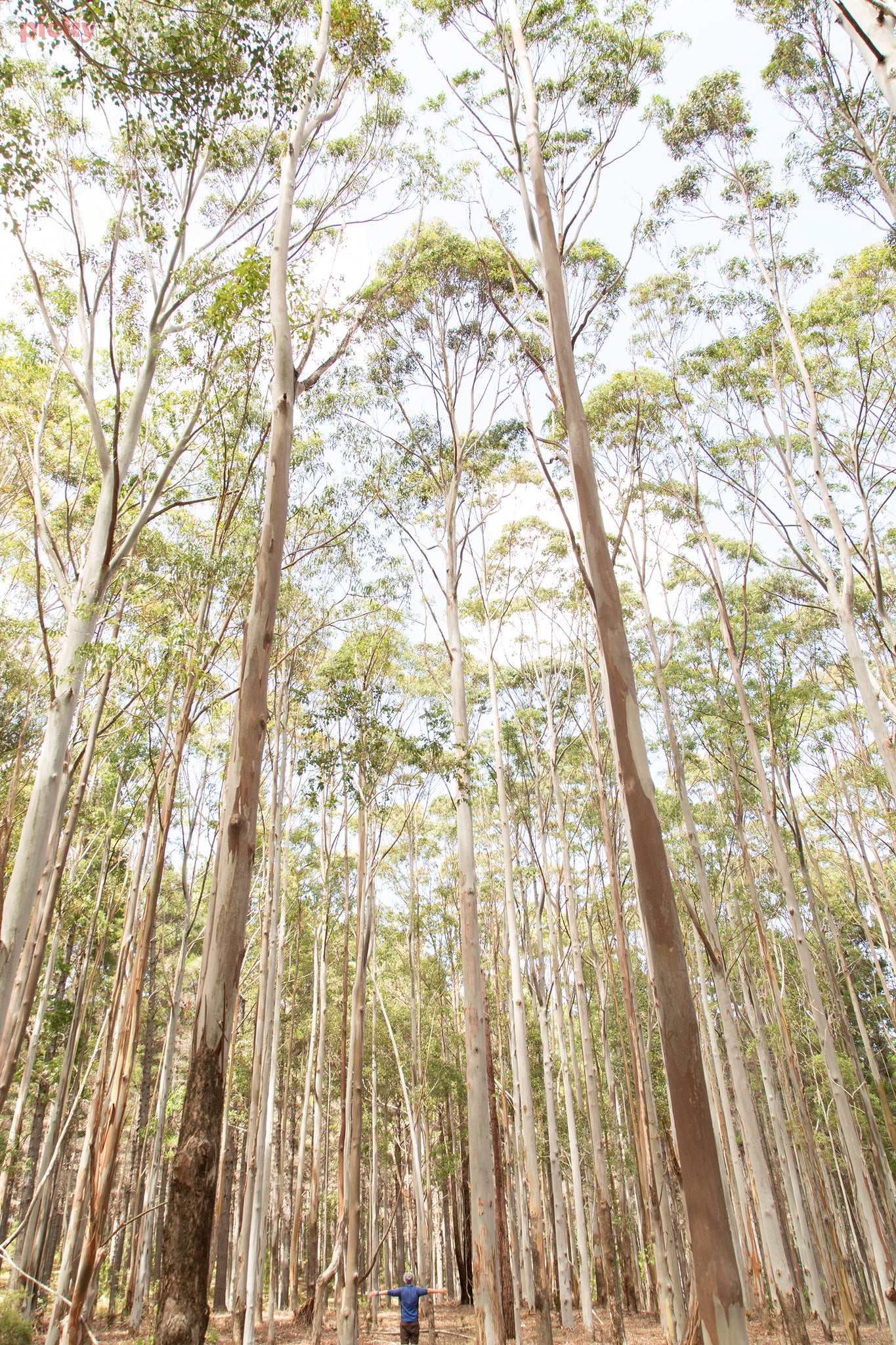 Landscape close up closely packed eucalyptus trees reaching to the sky like thin white fingers, a man in a blue shirt is dwarfed by the size.