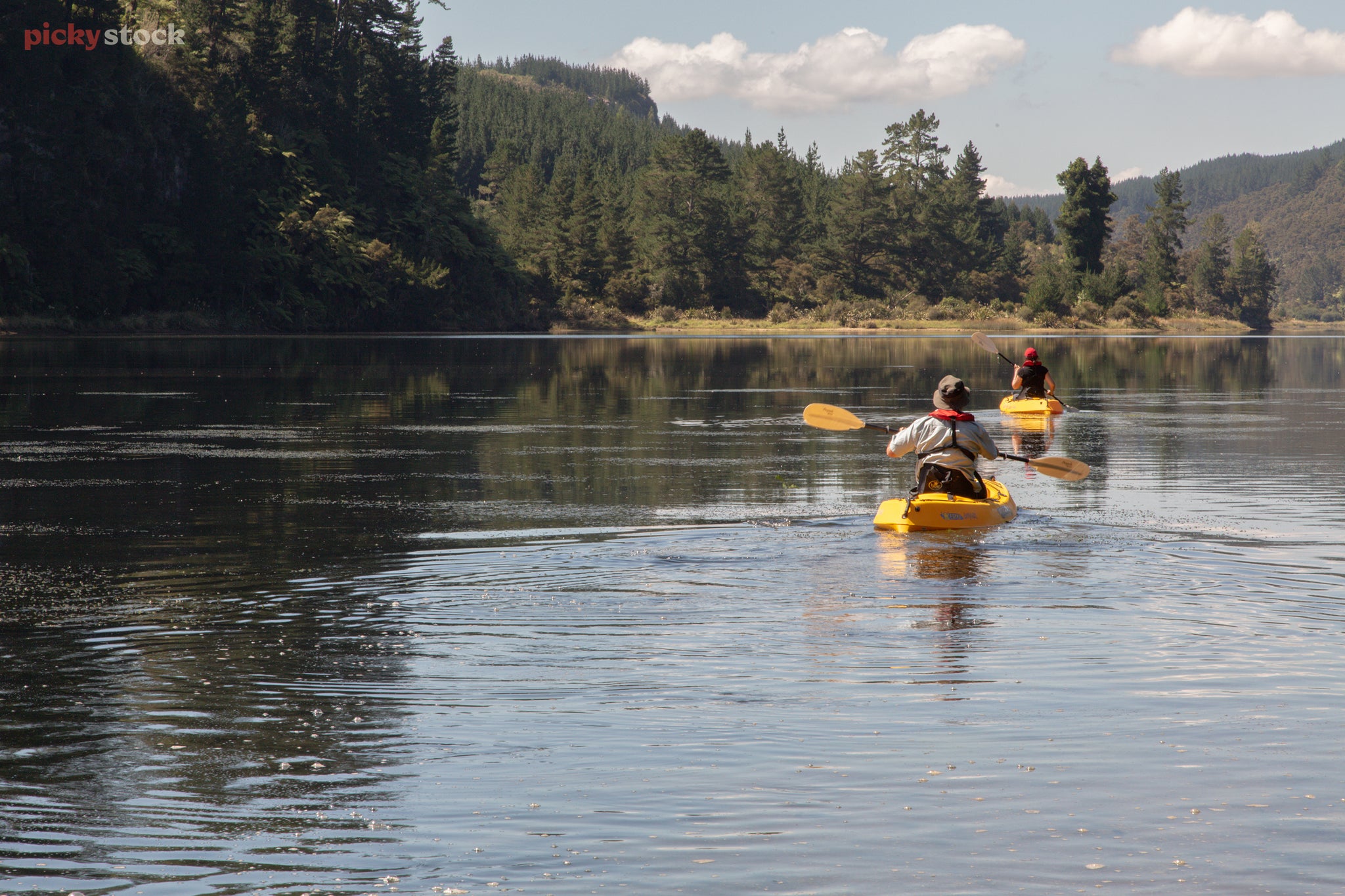 Landscape of two people paddling in yellow kayaks across a rippling body of water, the river banks full of dark green pines and ferns leaning out towards the water.