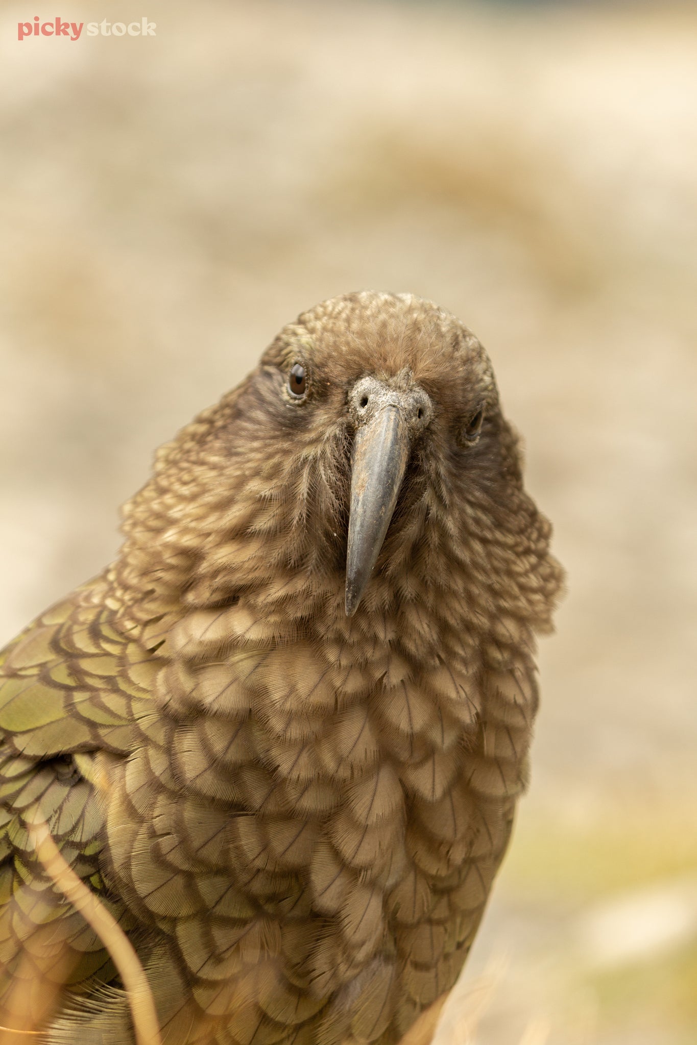 Portrait close-up of a Kea looking perplexed at the camera.