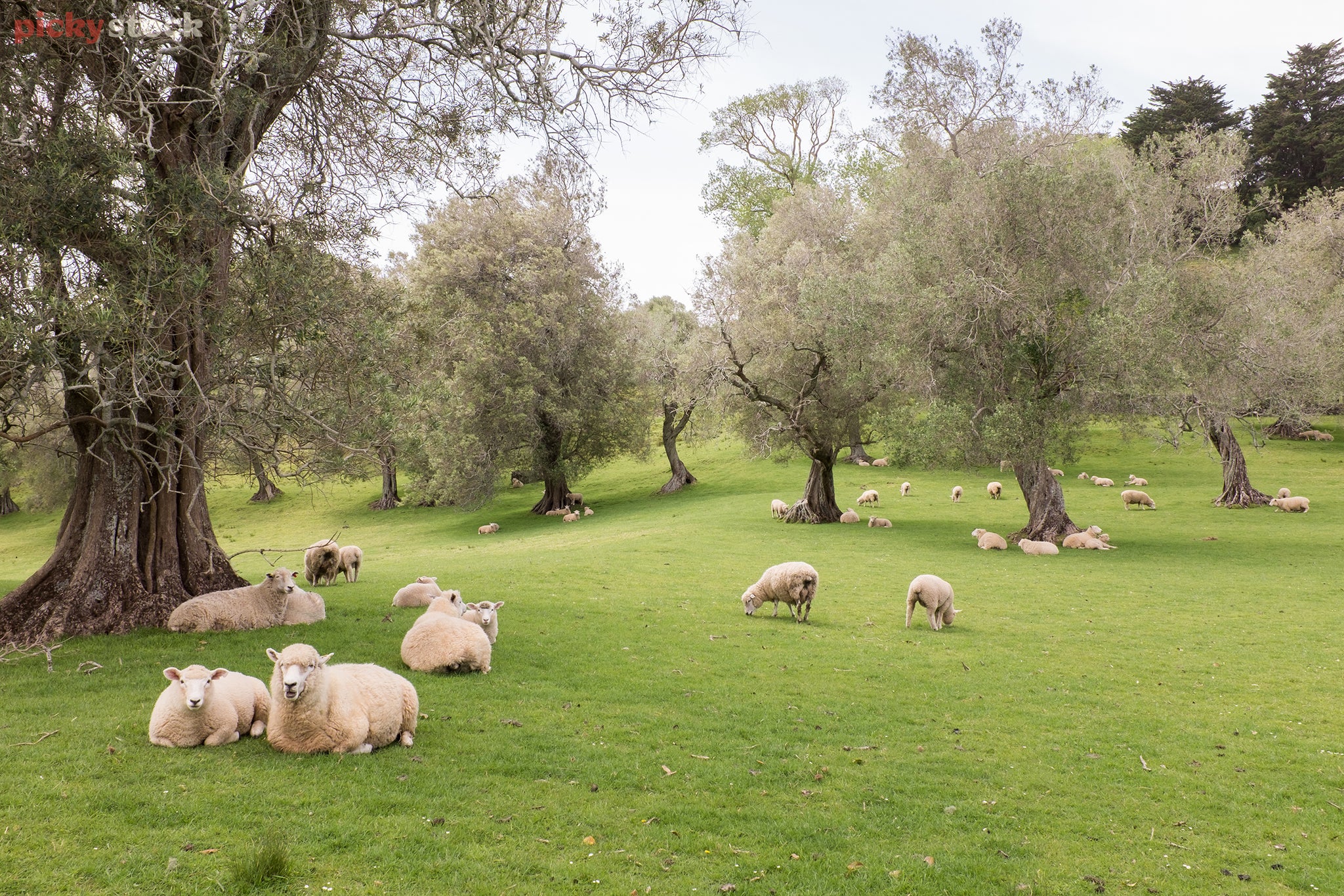 Landscape of a herd of sheep grazing in a meadow, many of them resting beneath a cluster of tall dark trees with twisting bodies.