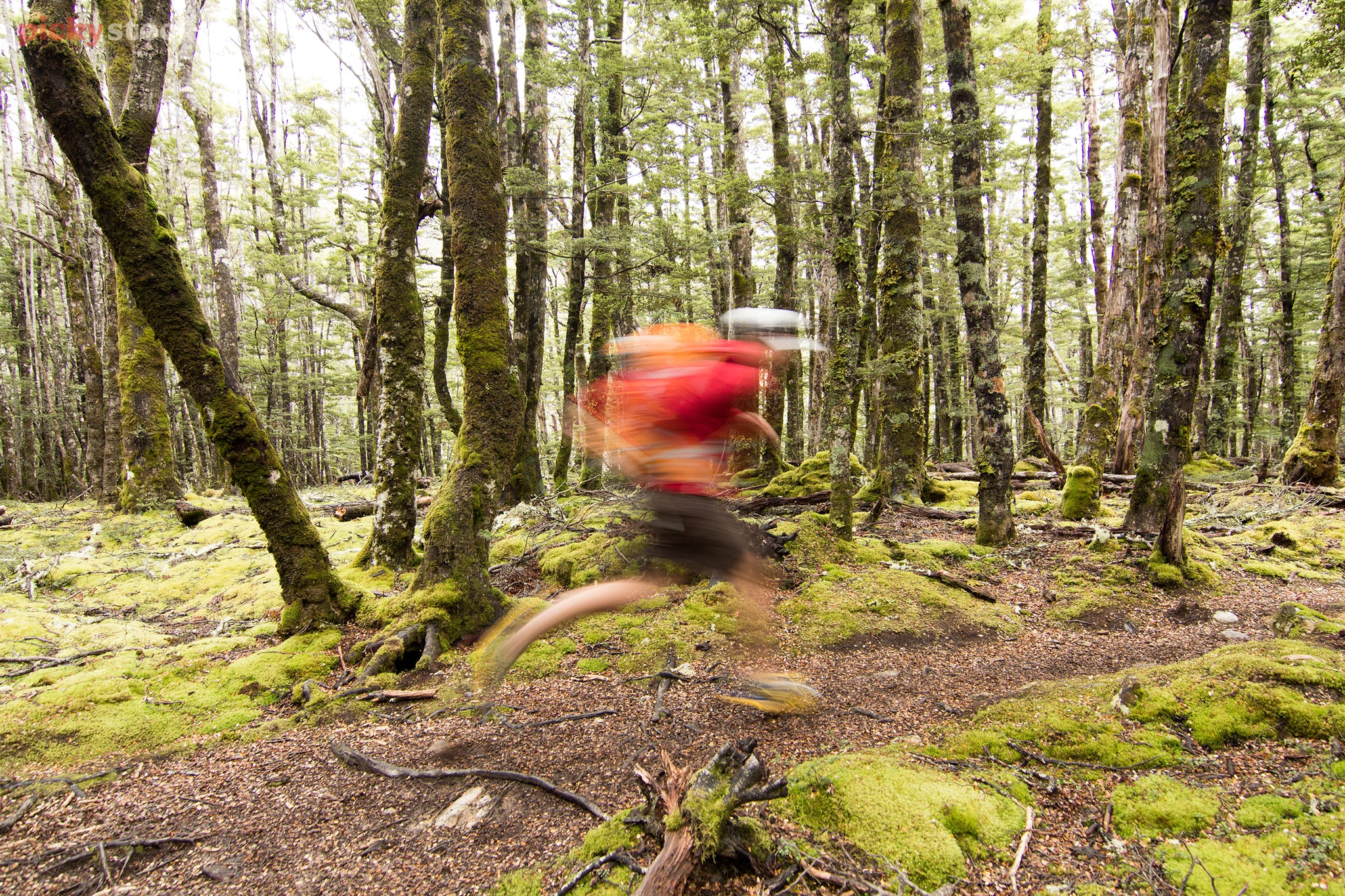 Landscape of a deep moss-covered forest clustered in a primordial state. A runner in a bright red jacket blurred across the trail like a jolt of electricity.