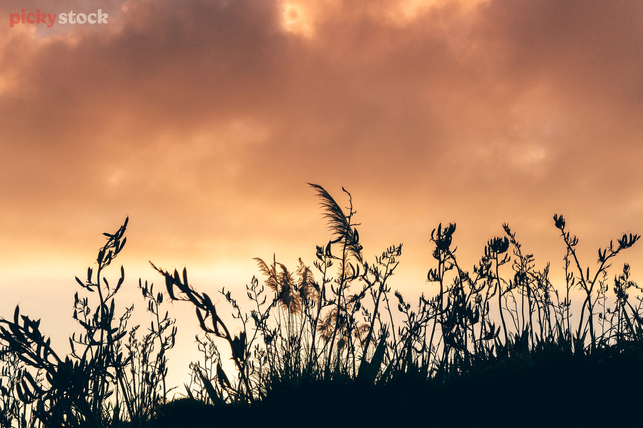 Landscape of a cloudy orange sky, the sun casts a sharp black silhouette of flax.