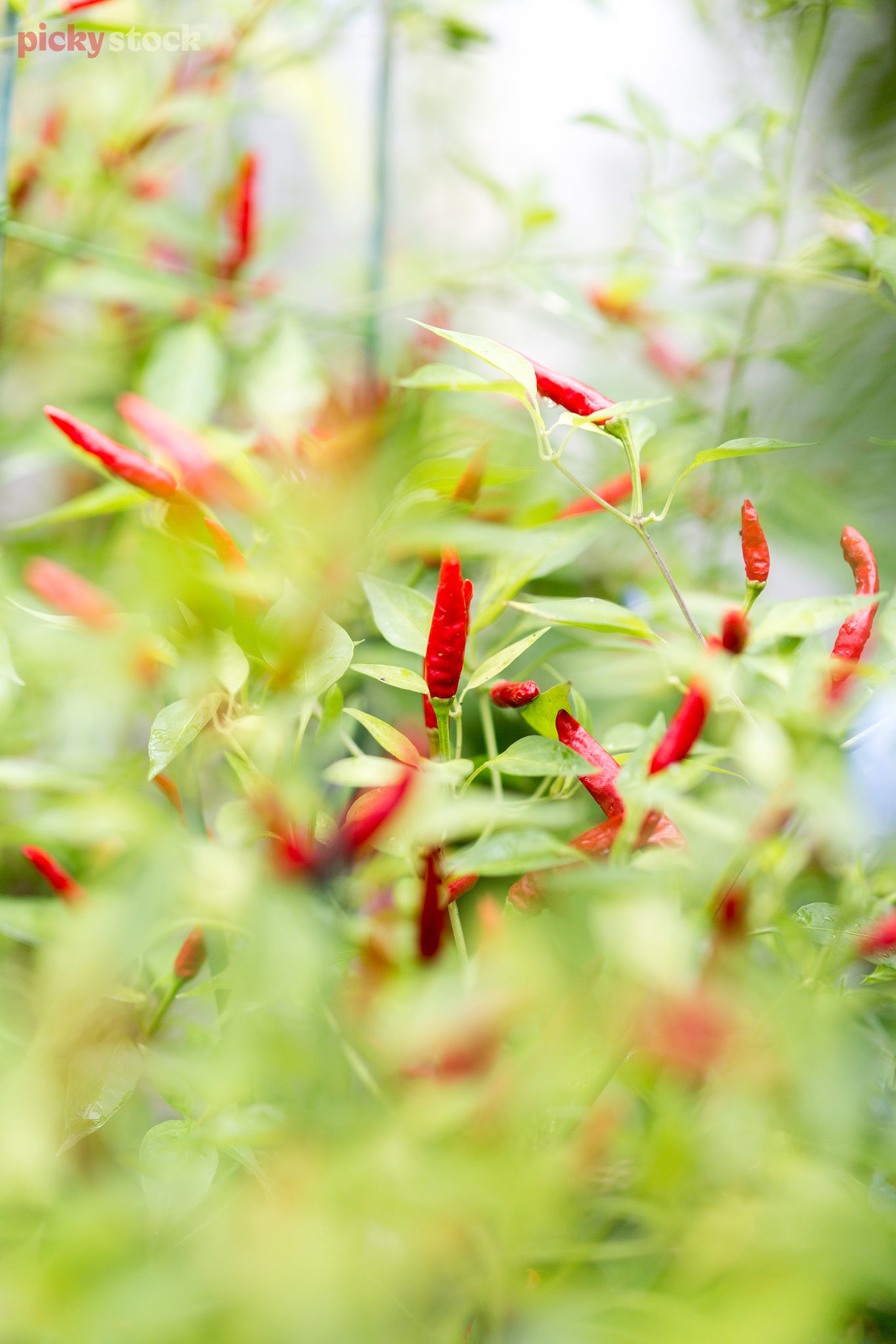 Looking through the green leaves of a chilli plant towards the red chillis growing on the branches. 
