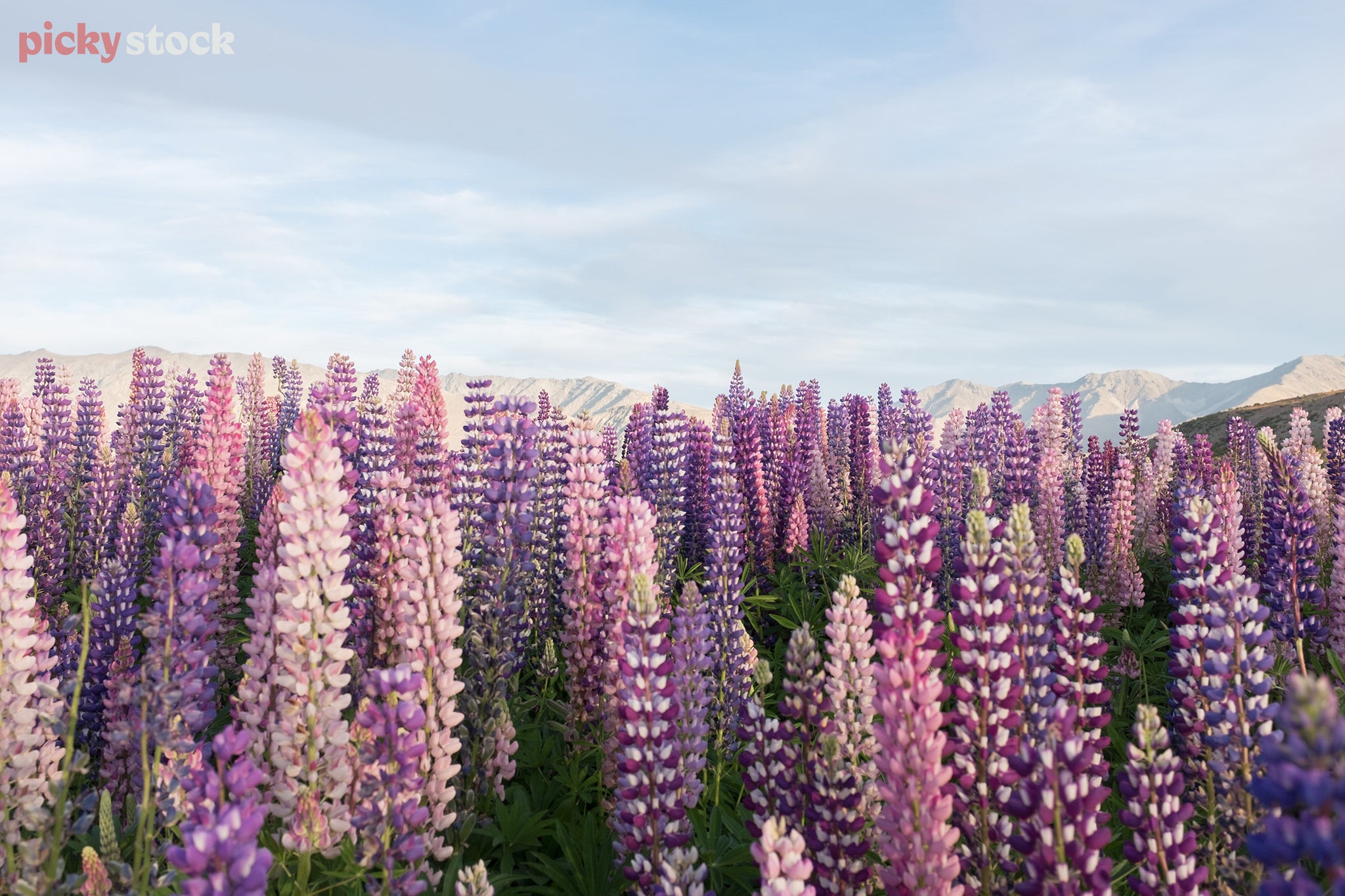 Looking out amongst the variety of lupins, all colours of purple against the blue sky. 