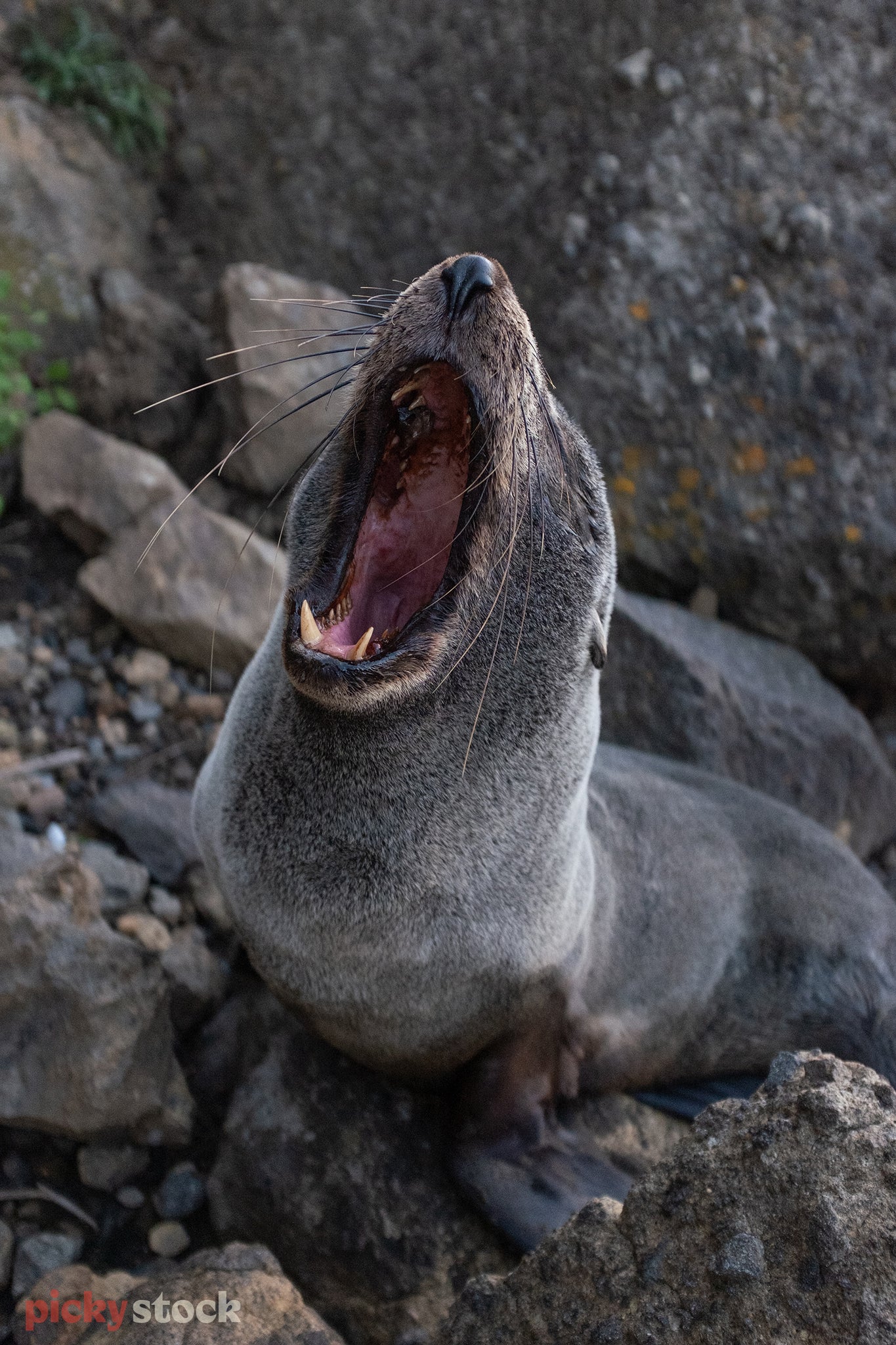 A seal sitting on the rocks yawns super wide. Head tilted back the pink inner mouth, throat and teeth are visible. 