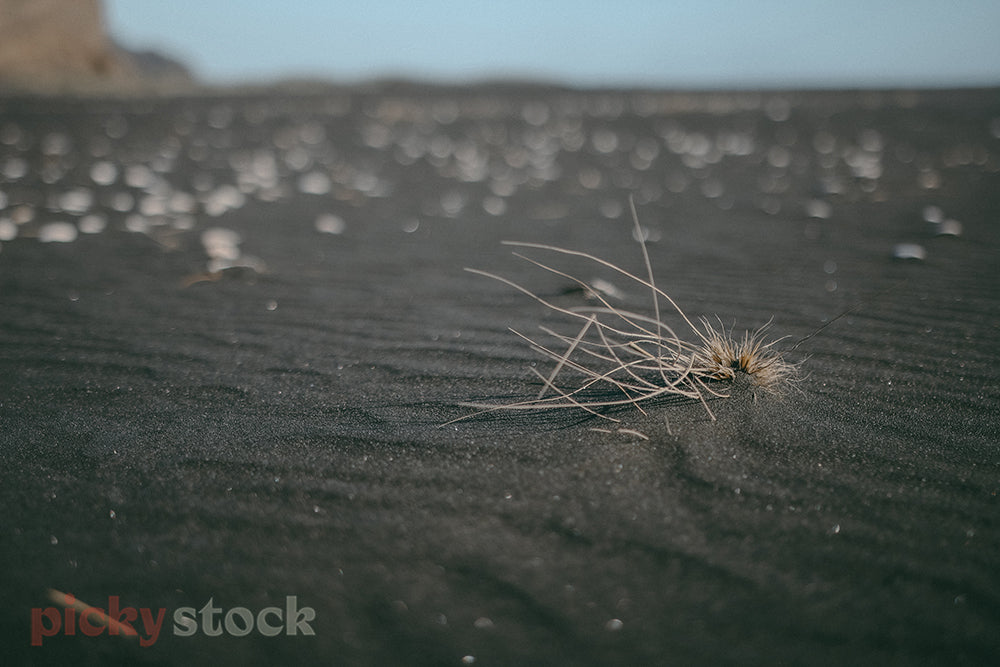 Tumbleweed sits against the black sand of Karekare beach.