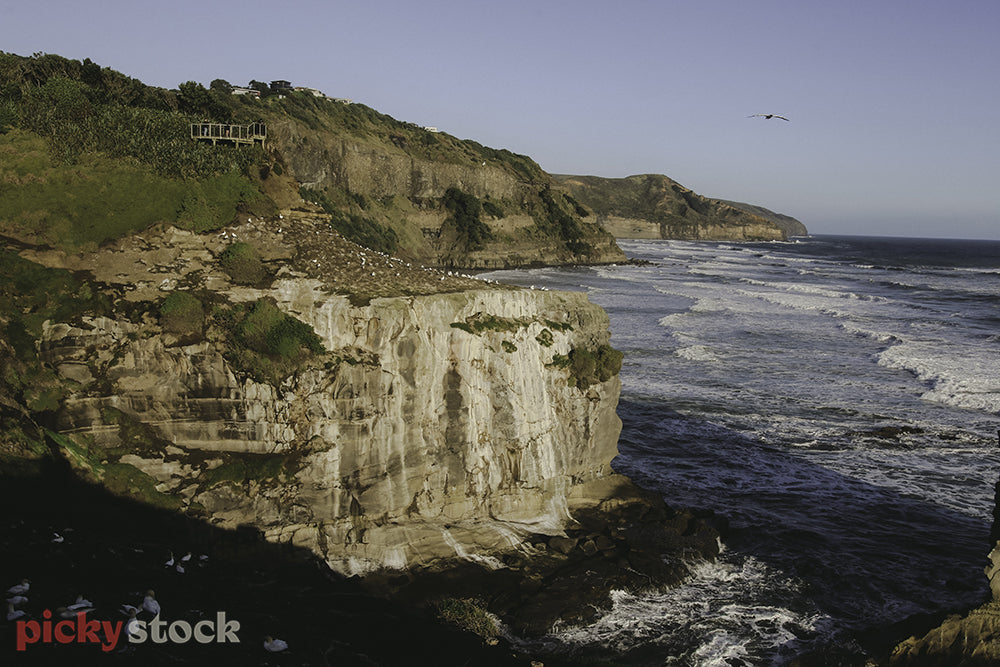 Muriwai cliffs out to sea with gannets dotting the ground