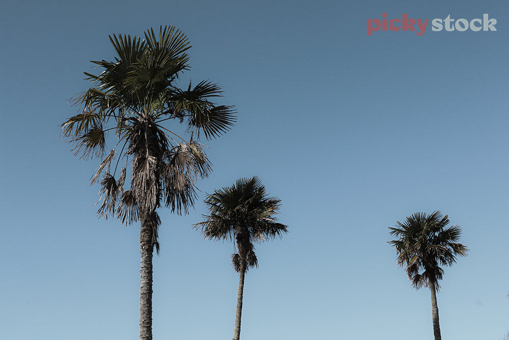 Palm trees against vivid blue sky