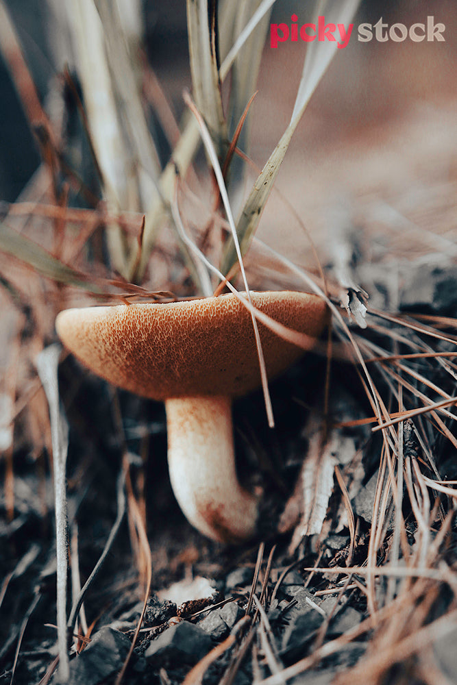Close up of brown mushroom in forest