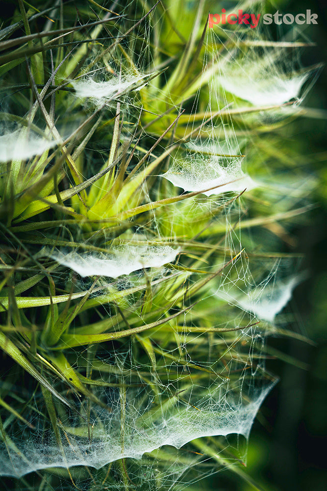Dew on intricate spider webs amongst vivid green plants