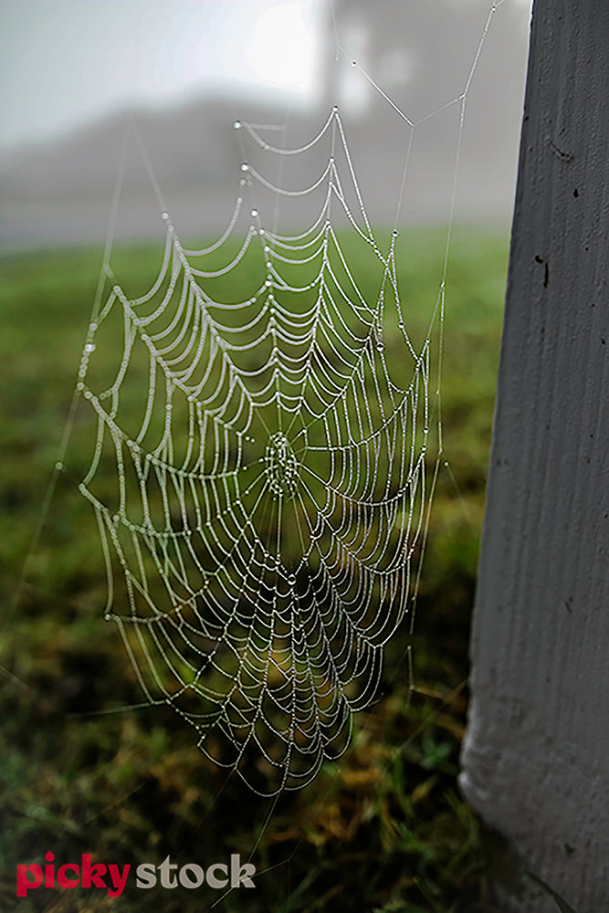Dew on intricate spider webs hanging