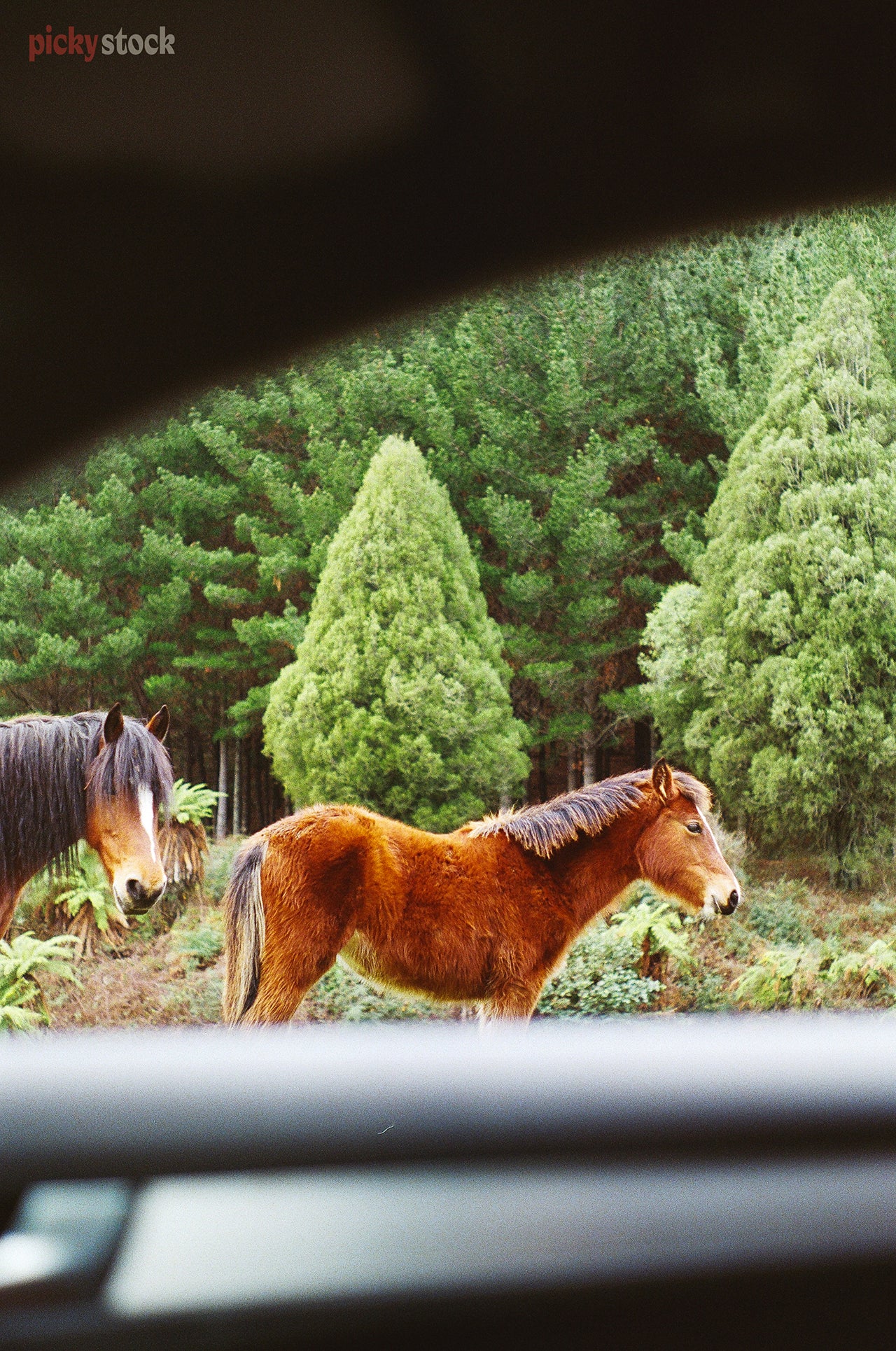 Gazing out from the drivers seat of a car,  towards two brown horses on the road to Lake Waikaremoana.