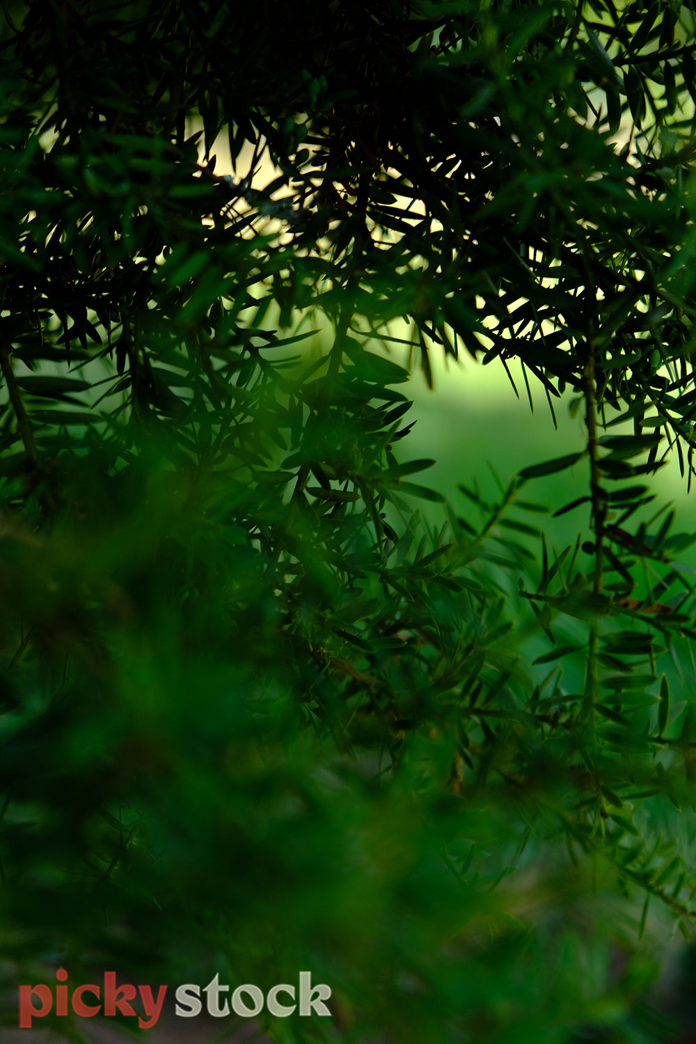 Toatara tree close up