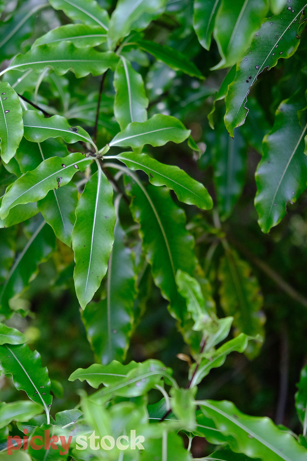 Close up of green Tarata plant
