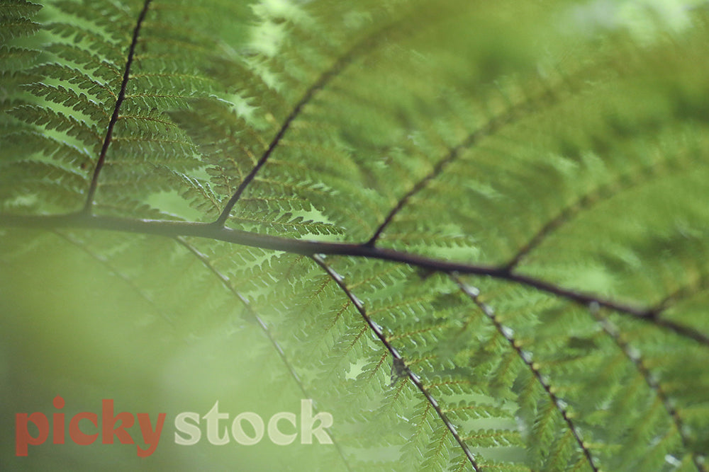Close up of New Zealand fern green