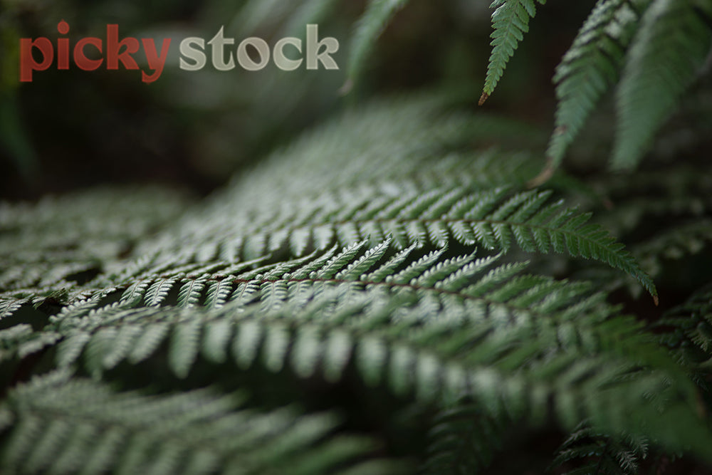 Close up of macro green New Zealand fern