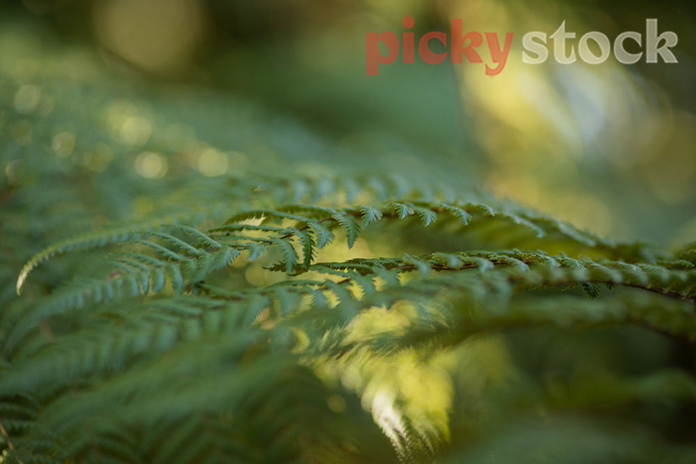 Close up macro shot of New Zealand NZ fern