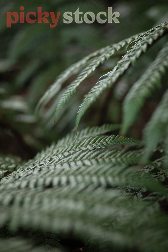 Close up macro shot of New Zealand fern