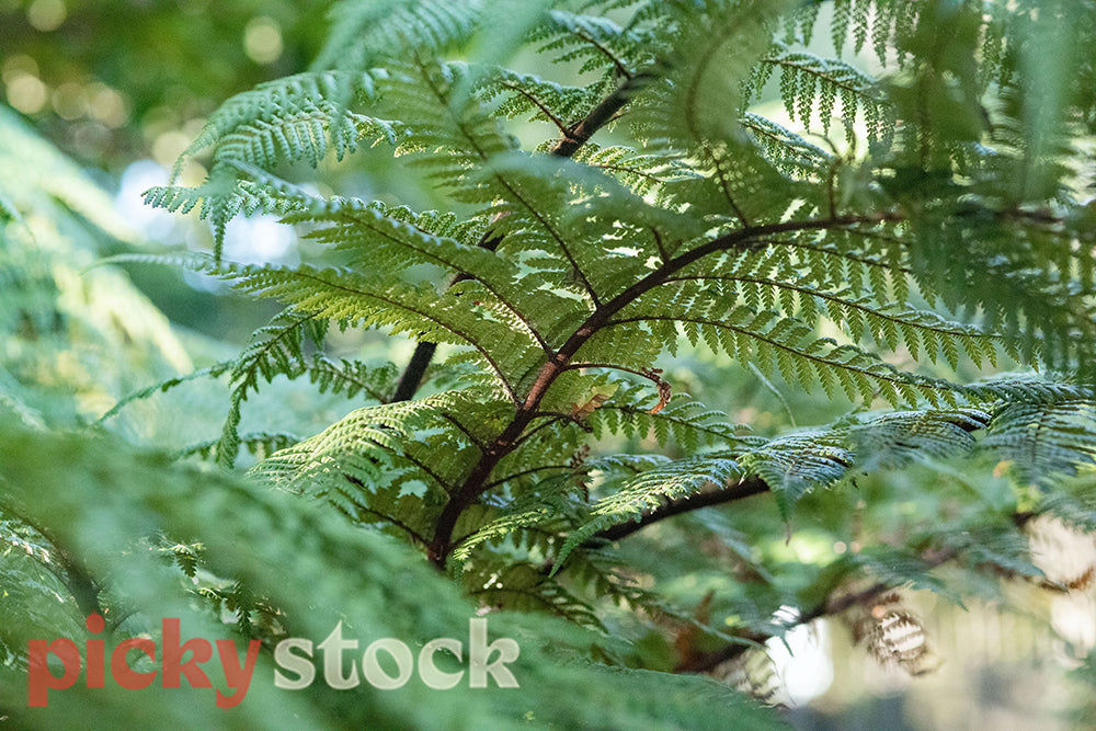 Close up of New Zealand green fern 